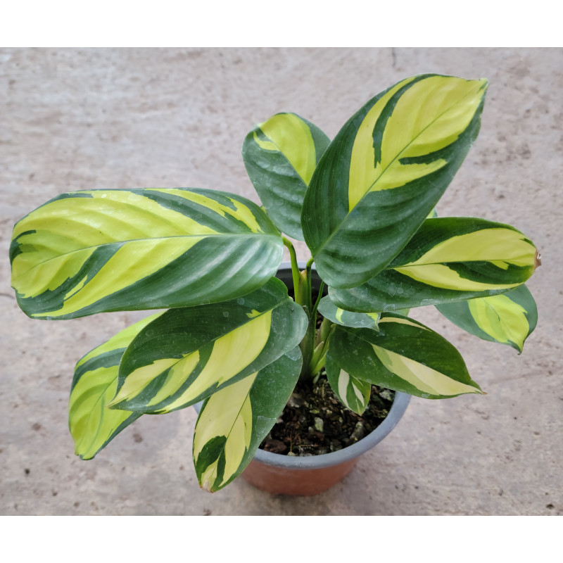 Ctenanthe lubersiana