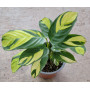 Ctenanthe lubersiana