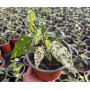 Ficus aspera clown