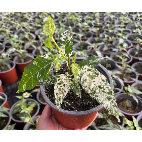 Ficus aspera clown