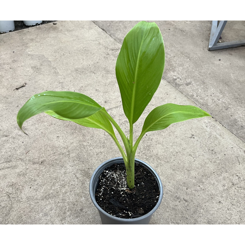 Musa lemon