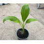 Musa lemon