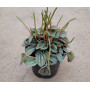 Peperomia napoli