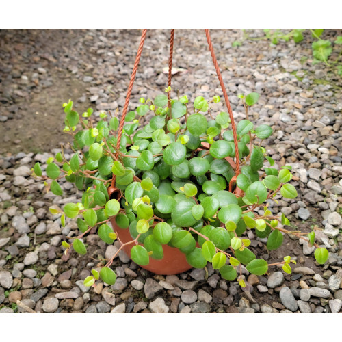 Peperomia pepperspot