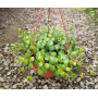 Peperomia pepperspot