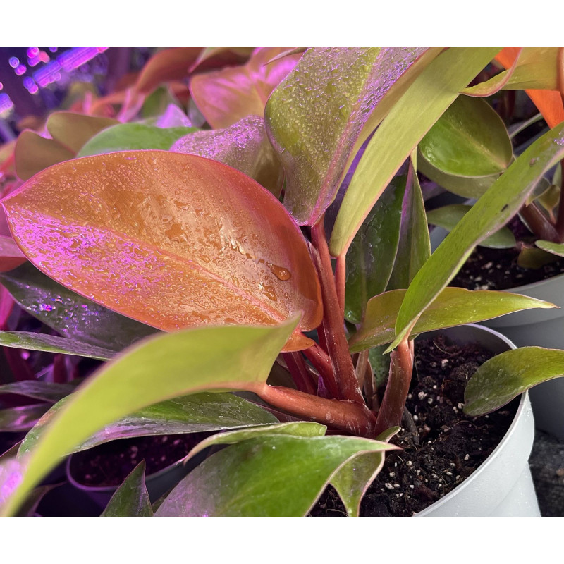 Philodendro cherry red