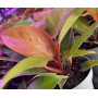 Philodendro cherry red