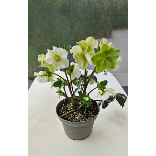 Helleborus