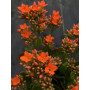 Kalanchoe Floral