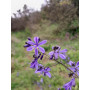 Azulillo (Pasithea caerulea), floración