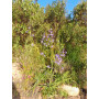 Azulillo (Pasithea caerulea), hábito de crecimiento