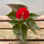 Anthurium Andreanum (S)