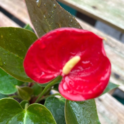 Anthurium Andreanum Rojo