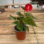 Anthurium Andreanum Rojo