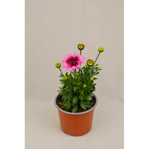 Osteospermum