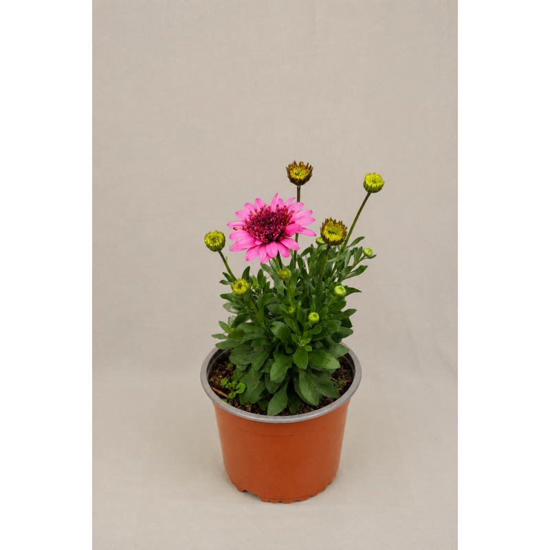 Osteospermum
