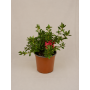 Azalea japónica
