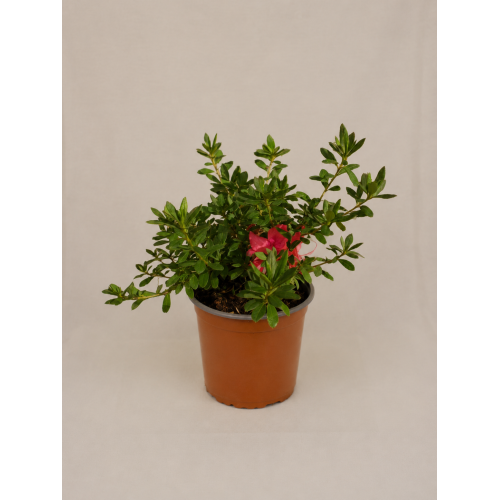 Azalea japónica