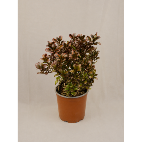 Coprosma  tricolor
