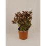 Coprosma  tricolor
