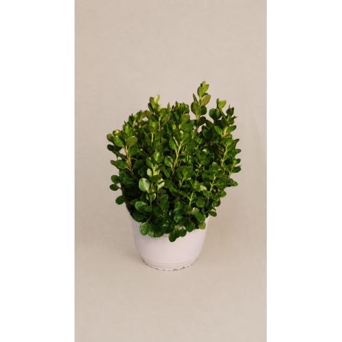 kalanchoe mirabella