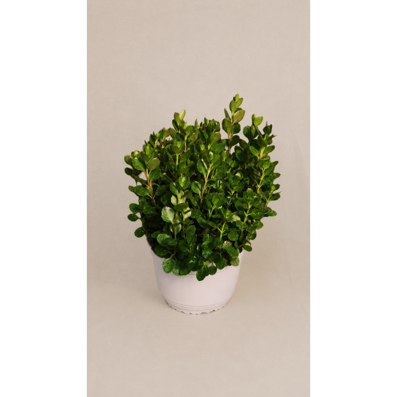 kalanchoe mirabella