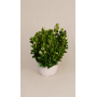 kalanchoe mirabella