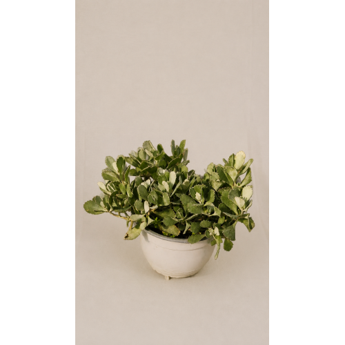 Kalanchoe Gris Longiflora