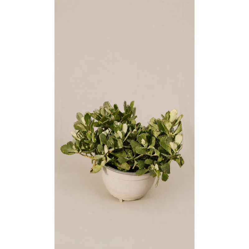 Kalanchoe Gris Longiflora