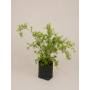 Spirea tumbergii