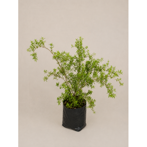 Spirea tumbergii