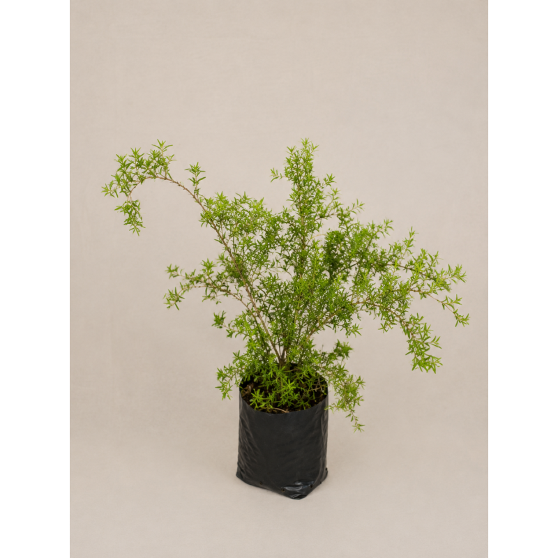 Spirea tumbergii