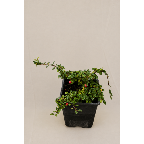 cotoneaster adpresa
