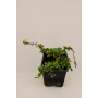 cotoneaster adpresa