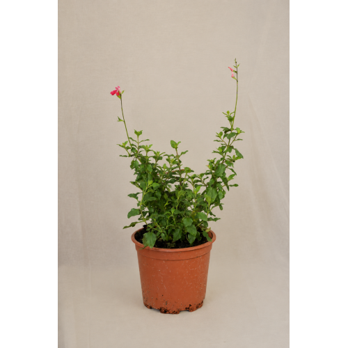 Salvia bicolor
