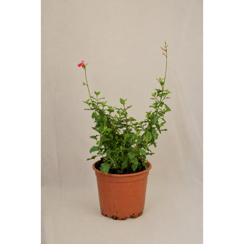 Salvia bicolor