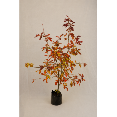 Quercus palustri