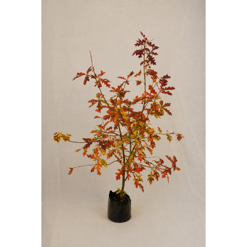 Quercus palustri