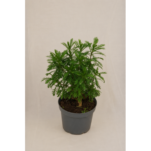 Paquerette californiano