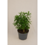 Paquerette californiano