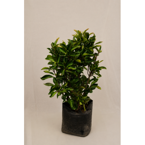 Viburnum lucidum