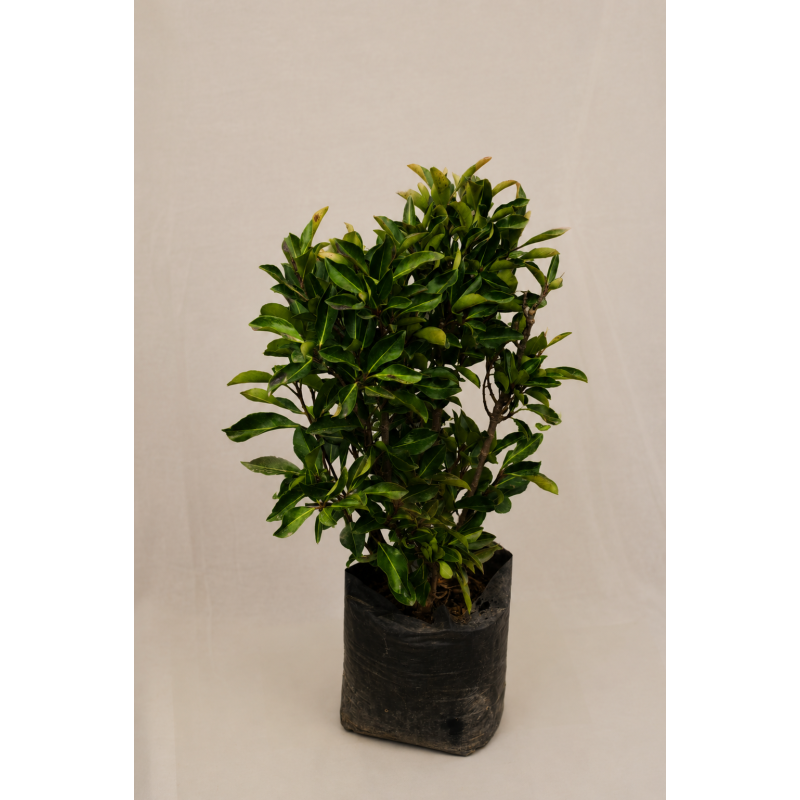 Viburnum lucidum