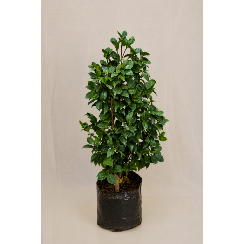 Camelia japónica
