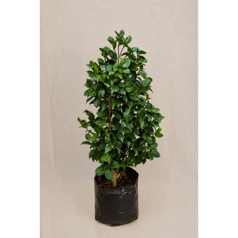Camelia japónica