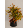 Nandina XL