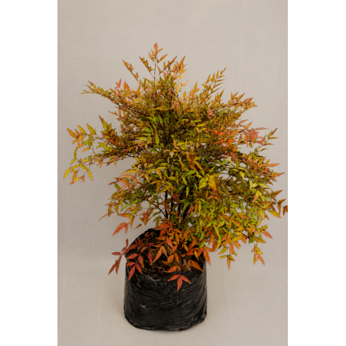 Nandina XL