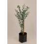 Eucalyptus dolar