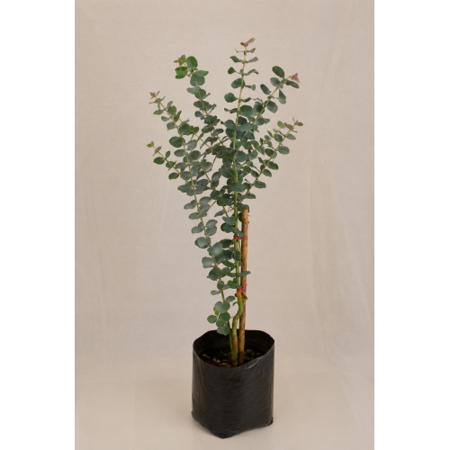 Eucalyptus dolar
