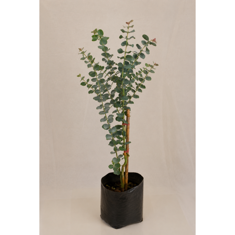 Eucalyptus dolar