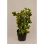 viburnum rotundifolia.